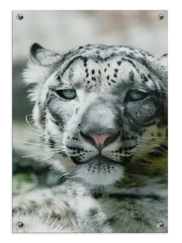Snow Leopard Plakat