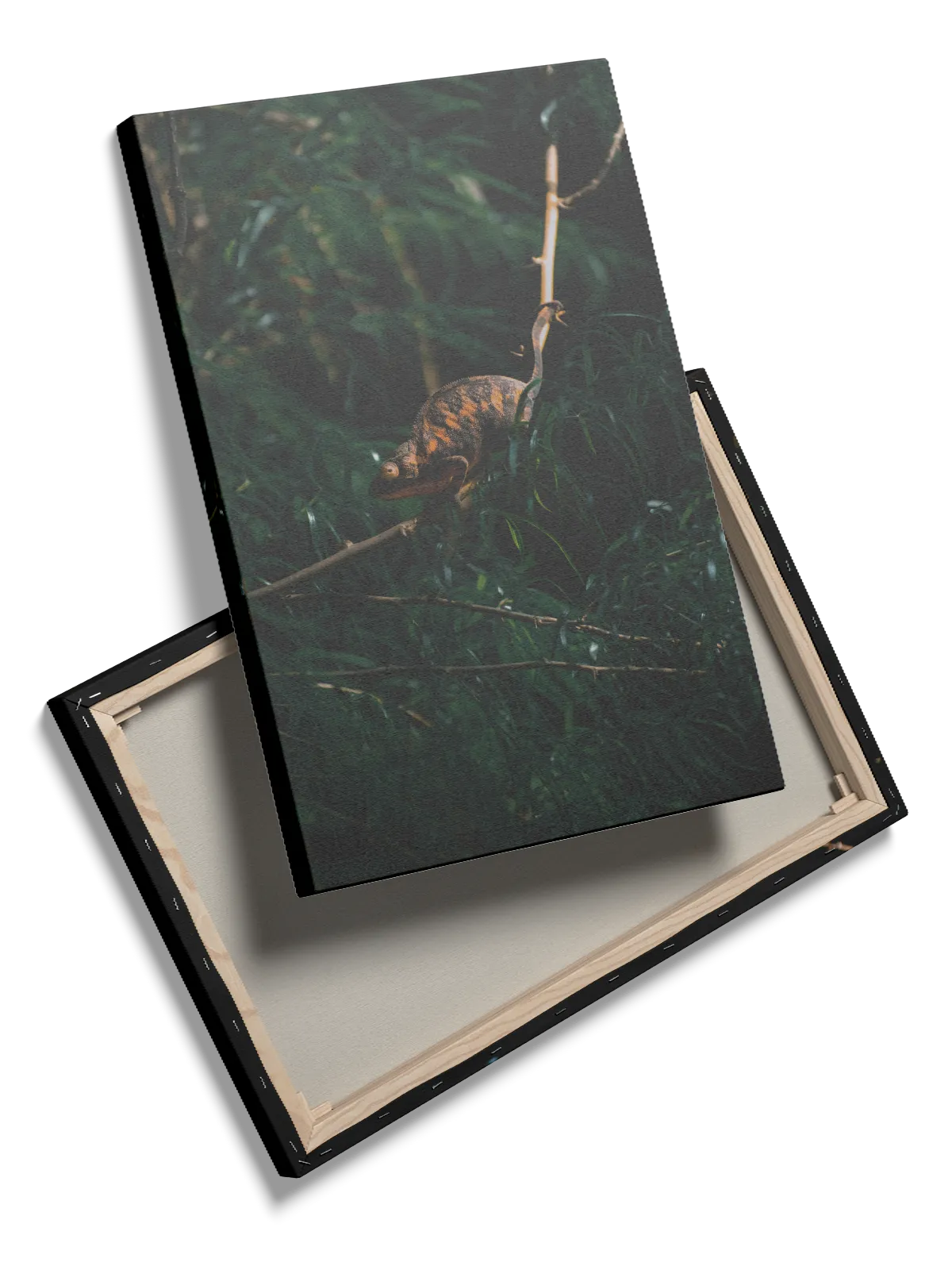 Ko Chameleon Plakat