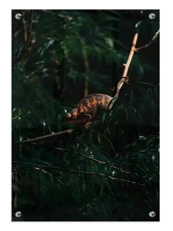 Ko Chameleon Plakat