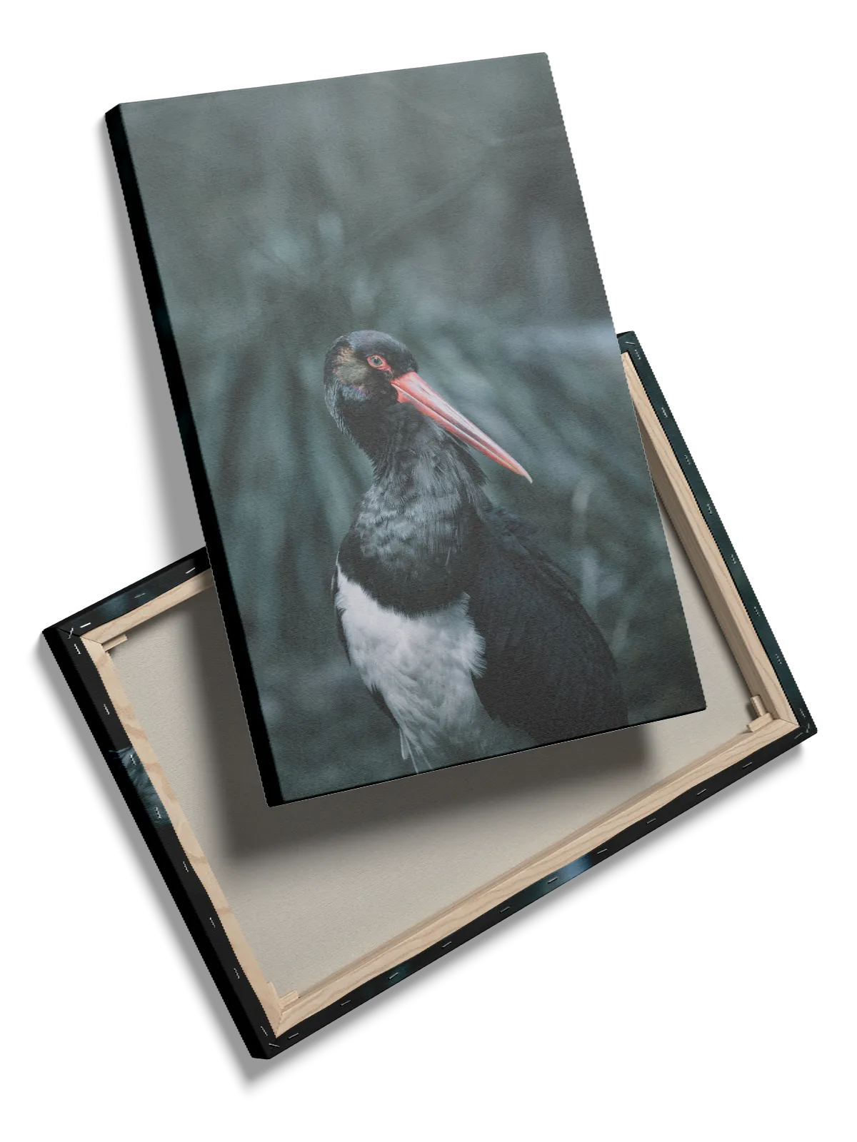 Fugl Black Stork Plakat