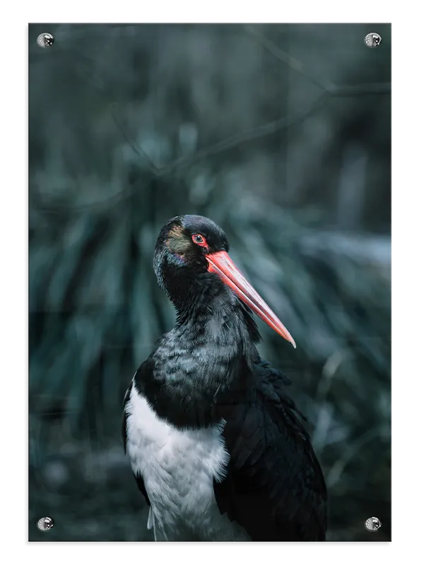 Fugl Black Stork Plakat