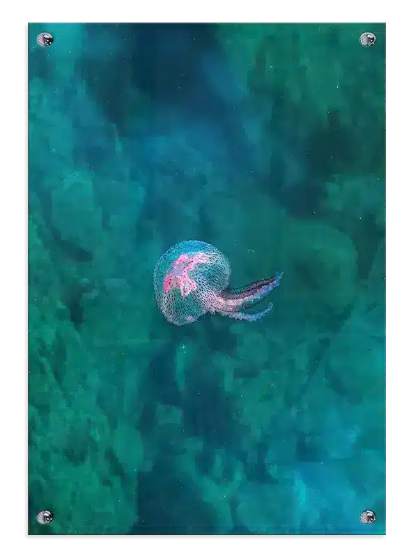 Jellyfish Ocean Plakat