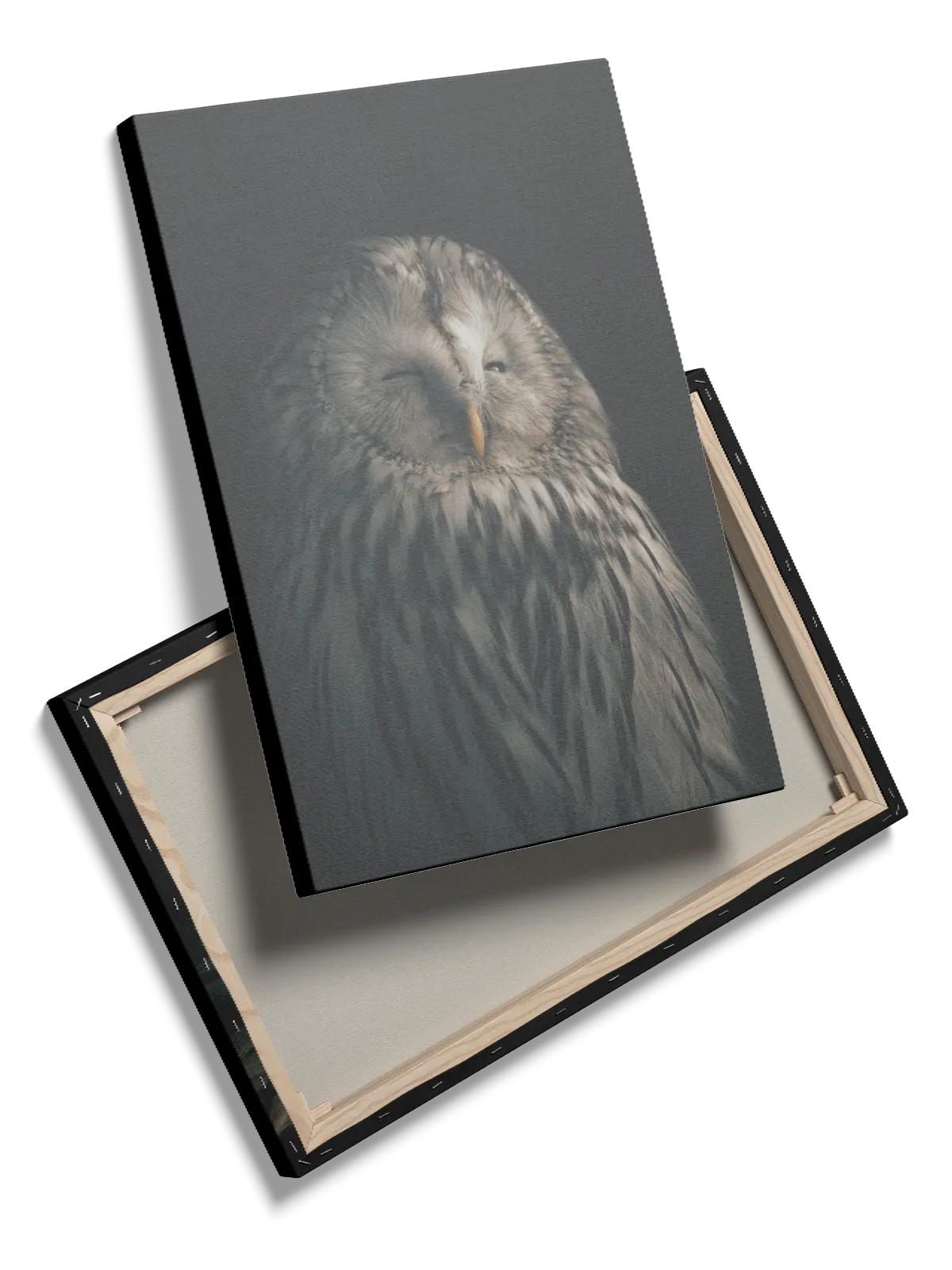 Ural Owl Plakat