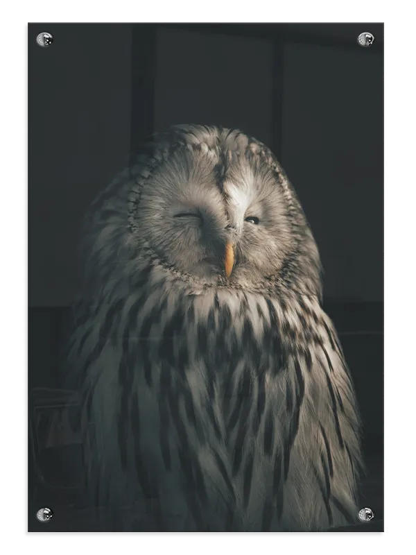 Ural Owl Plakat