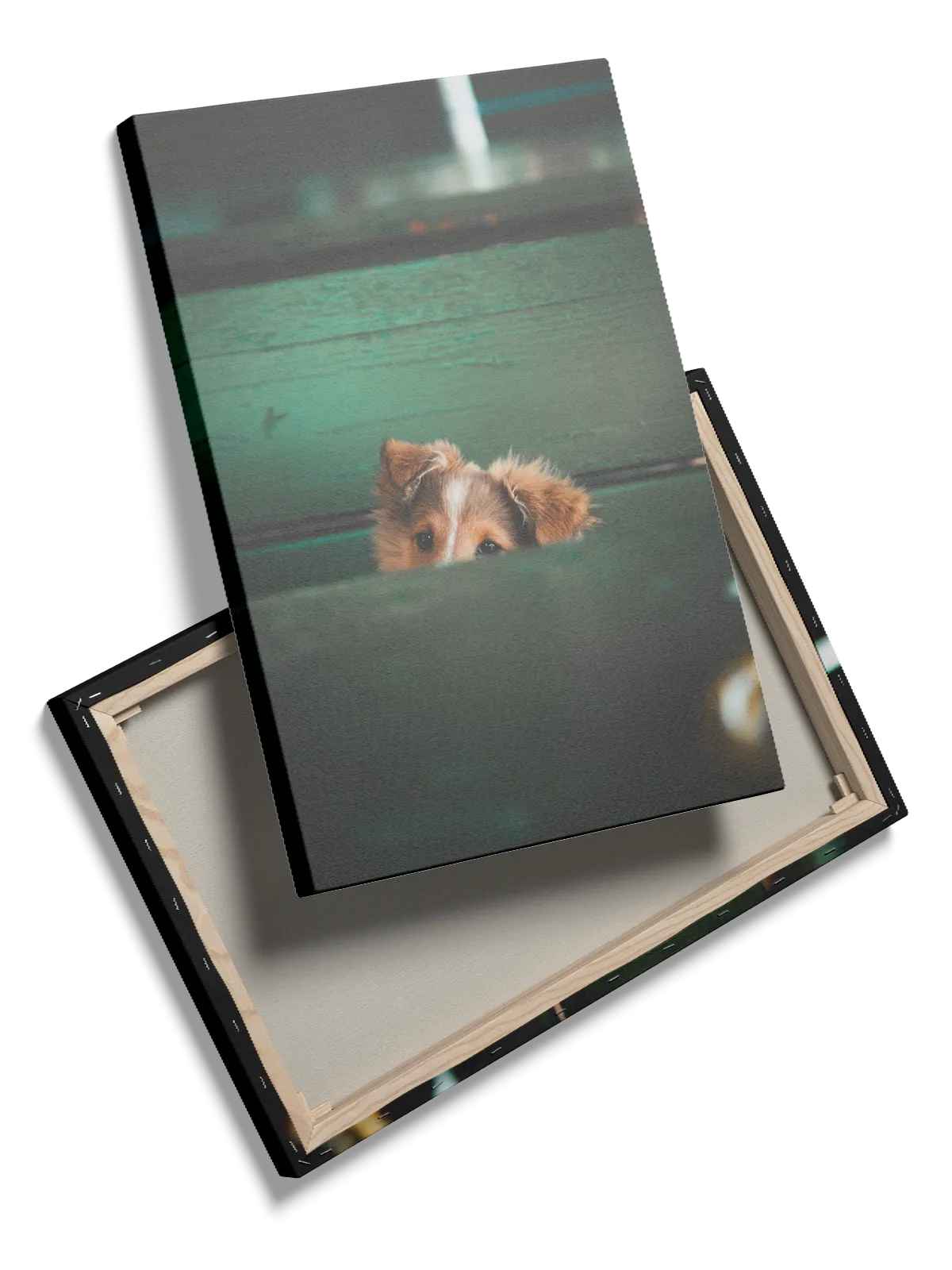 Sheltie Puppy Plakat