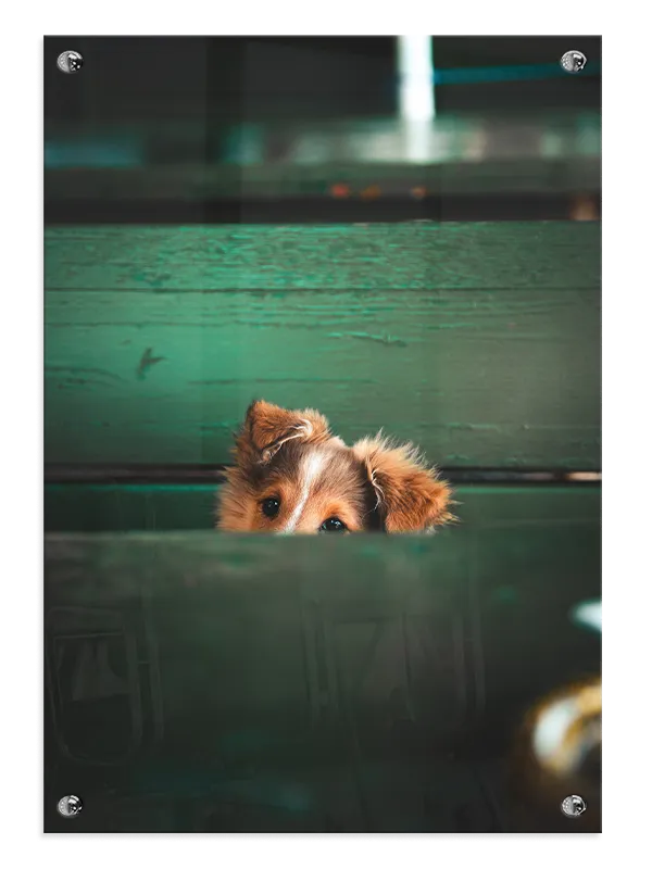 Sheltie Puppy Plakat