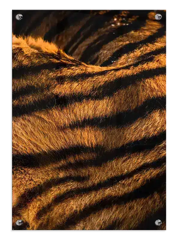 Tiger Fur Plakat