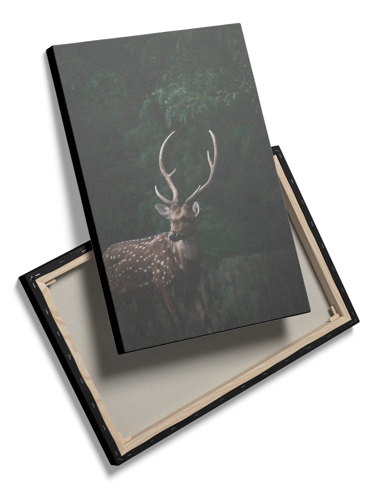 Spotted Deer Plakat