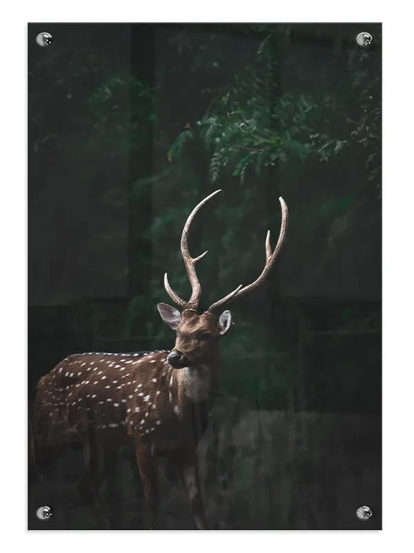 Spotted Deer Plakat