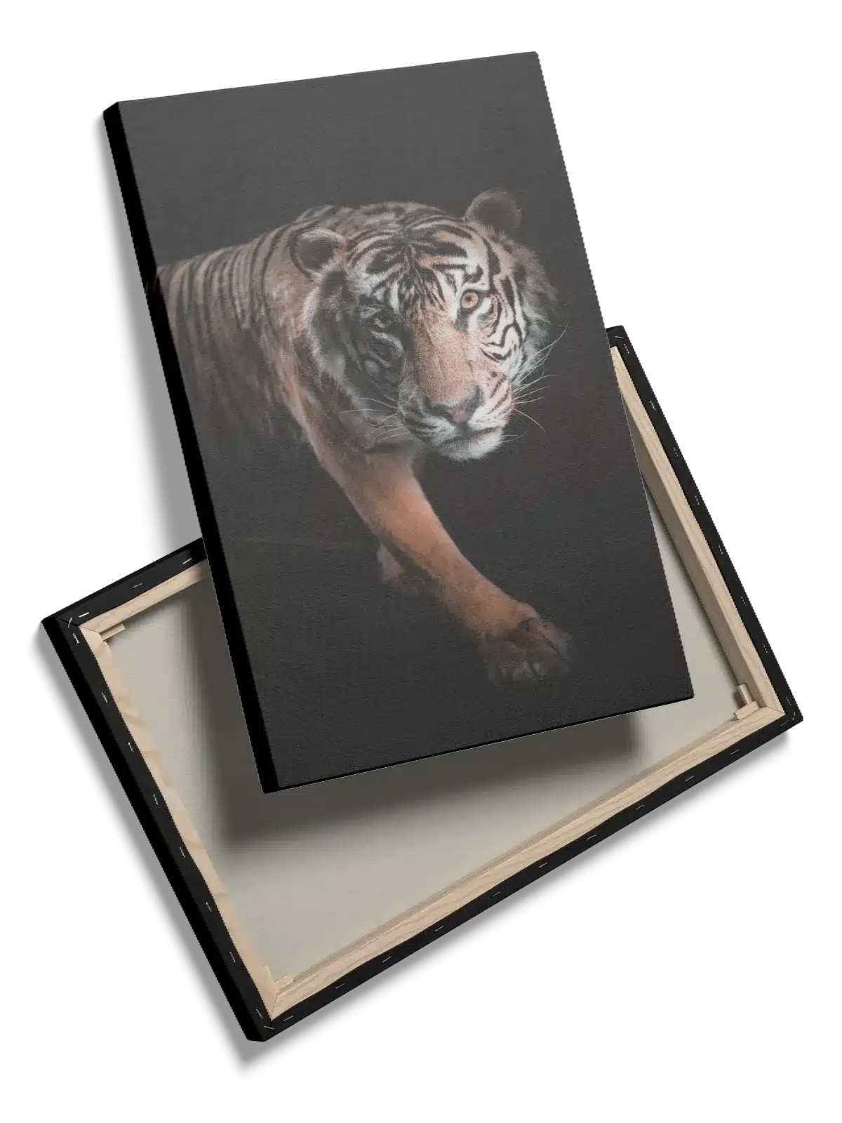 Bengal Tiger Stepping Plakat
