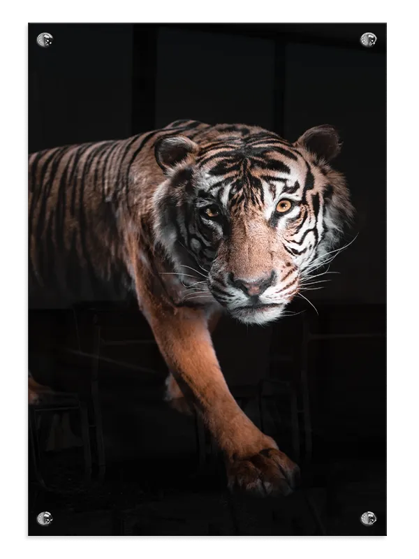Bengal Tiger Stepping Plakat