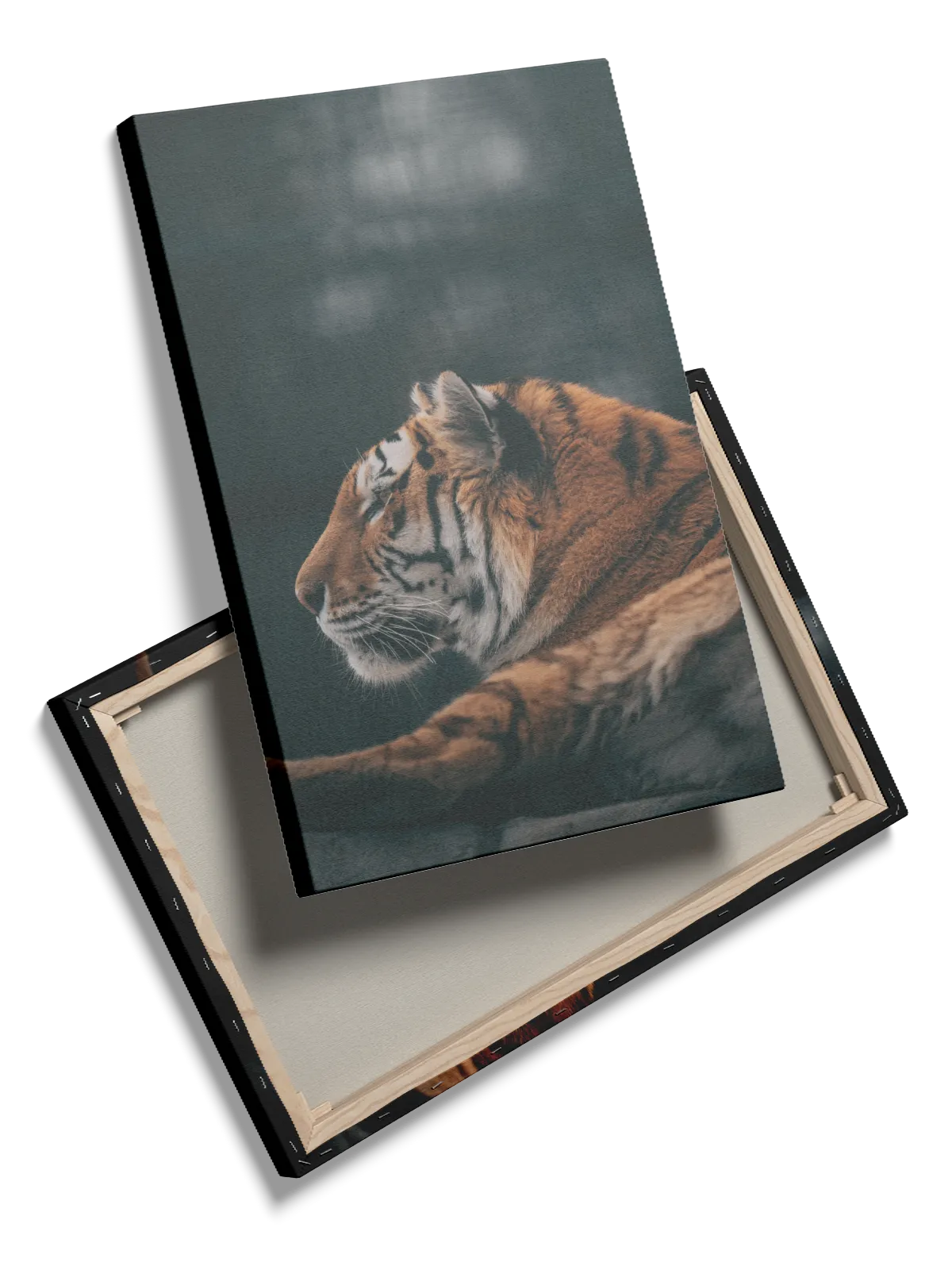 Tiger Side Profile Plakat  No1