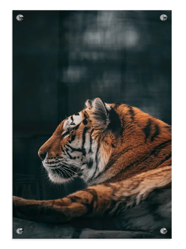 Tiger Side Profile Plakat  No1