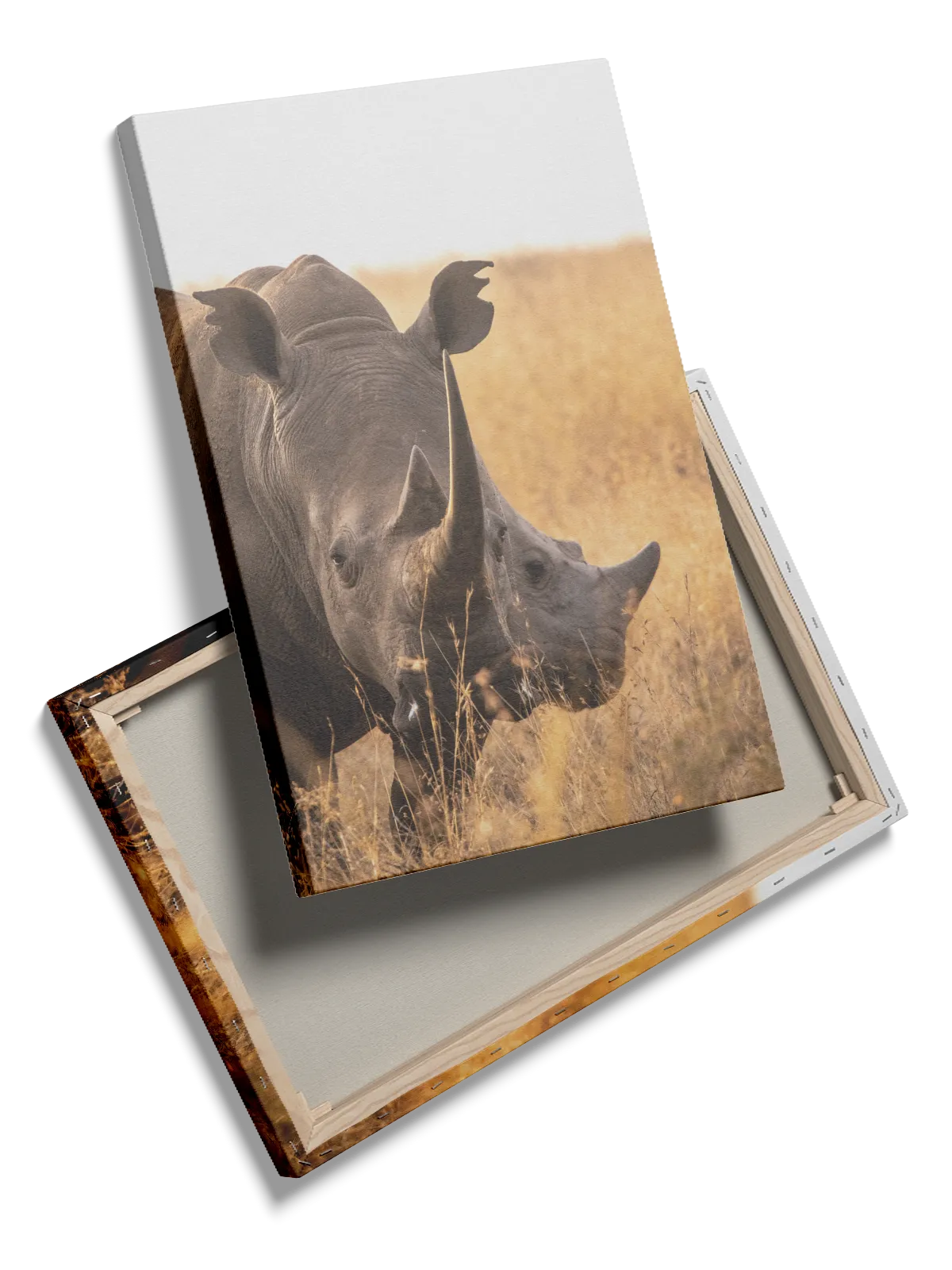 White Rhinoceros Close Up Plakat