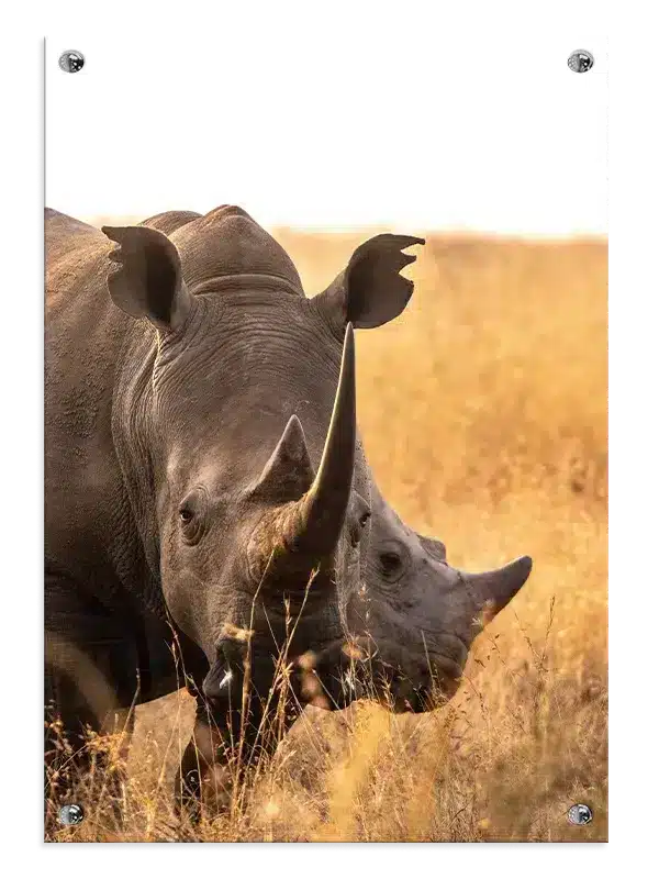 White Rhinoceros Close Up Plakat