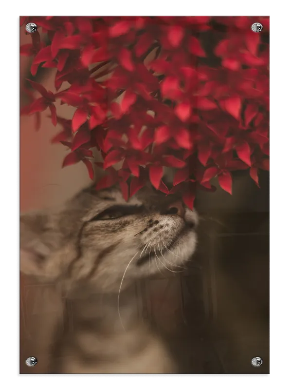 Cat Under Plakat