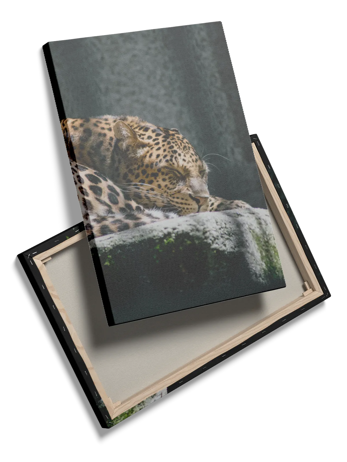 Leopard Resting I Plakat