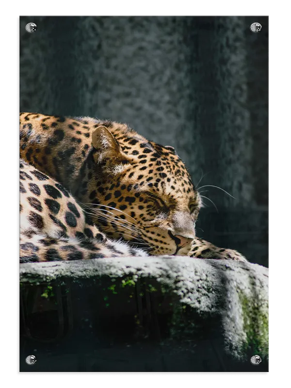 Leopard Resting I Plakat