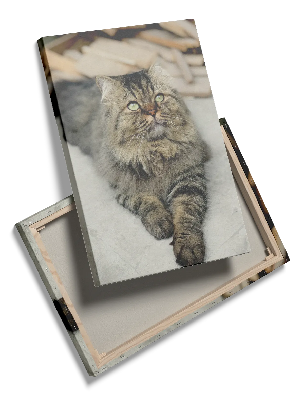 Longhaired Tabby Cat Plakat