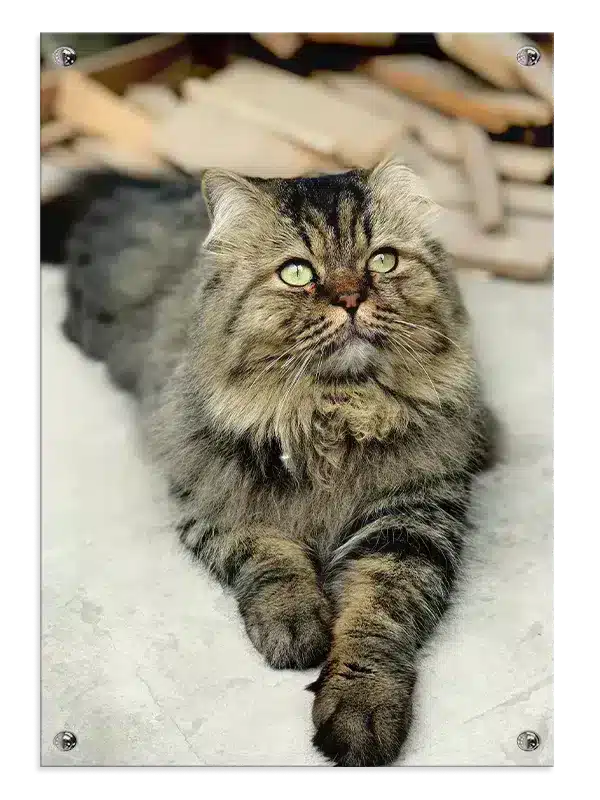 Longhaired Tabby Cat Plakat