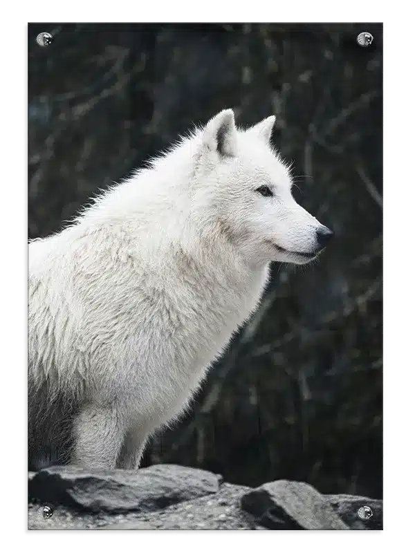 Arctic Wolf Profile Plakat