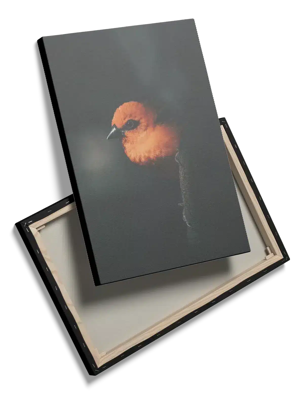 Fugl Orange Finch Plakat