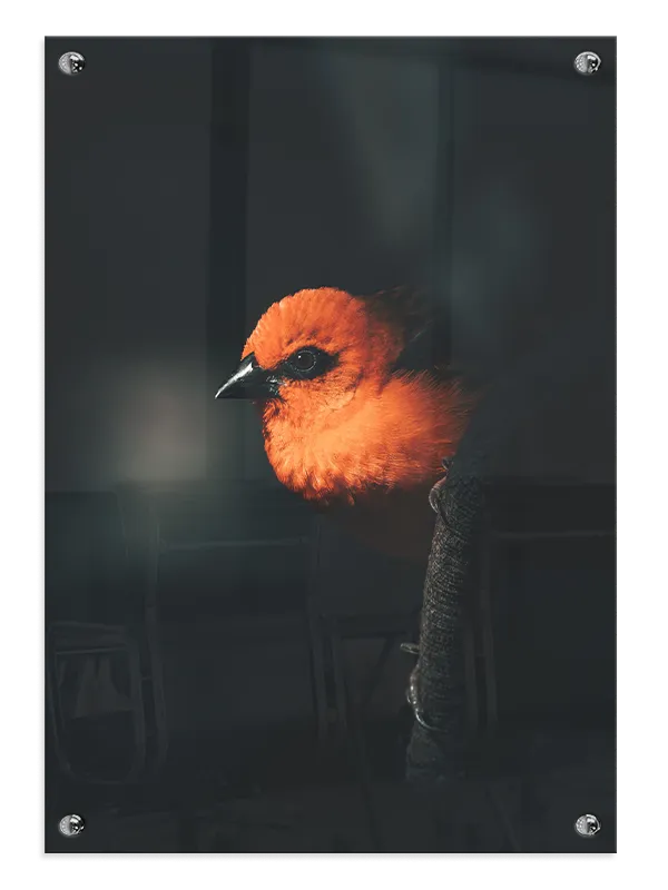 Fugl Orange Finch Plakat