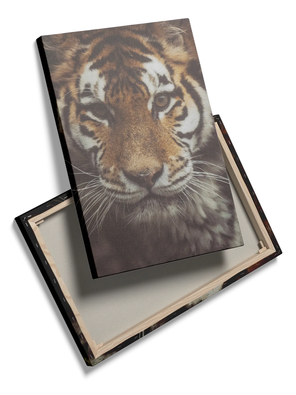 Tiger Face No3 Plakat