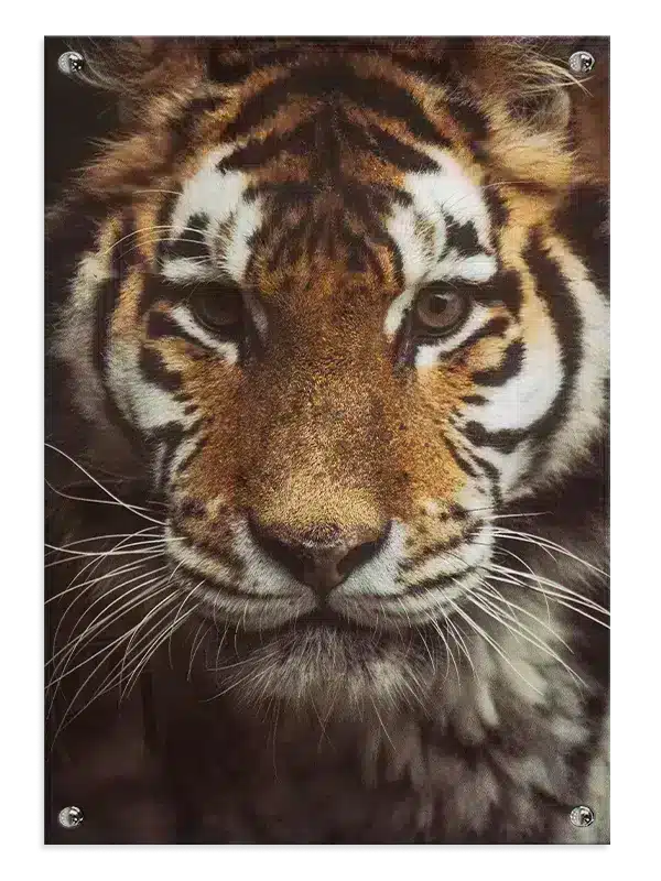 Tiger Face No3 Plakat