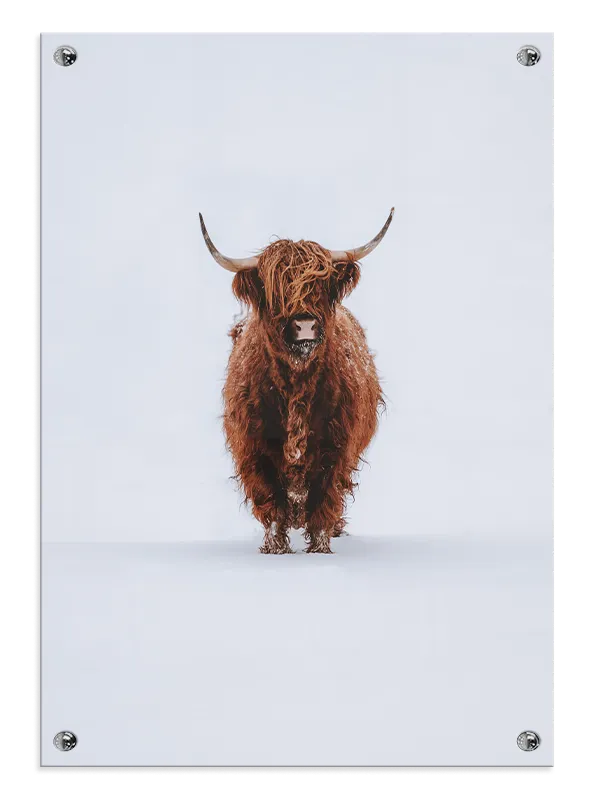 Highland Cow Snow Plakat