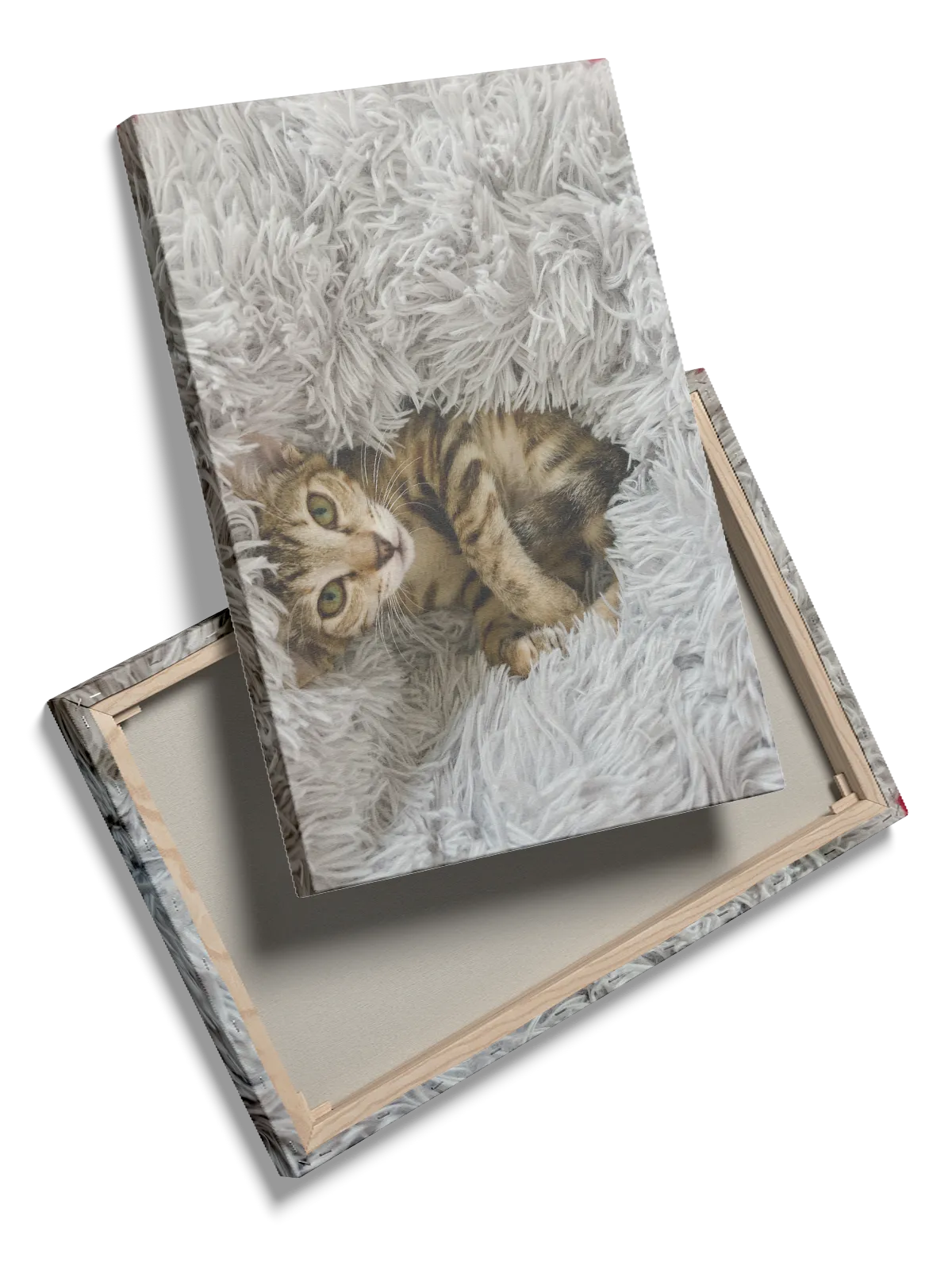 Tabby Cat Resting Plakat