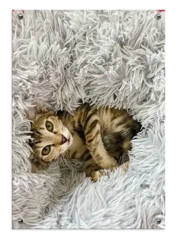 Tabby Cat Resting Plakat