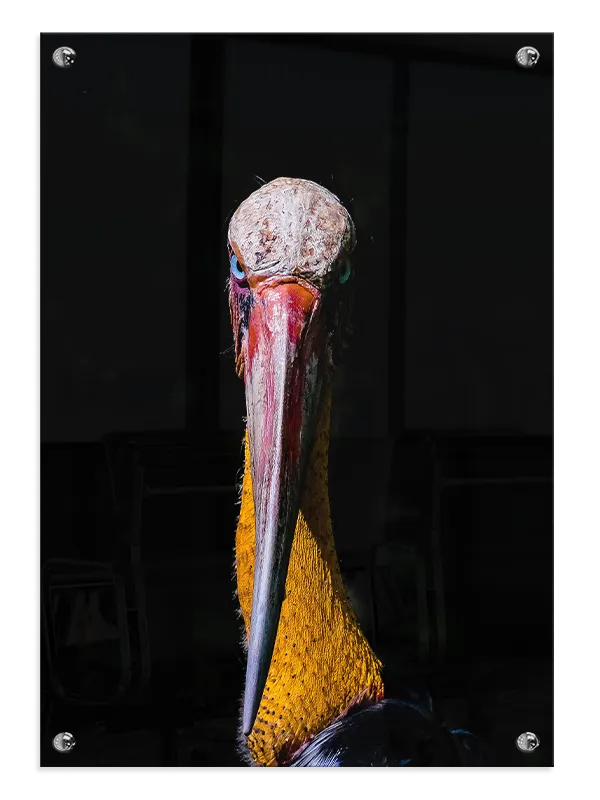 Shoebill Stork Plakat