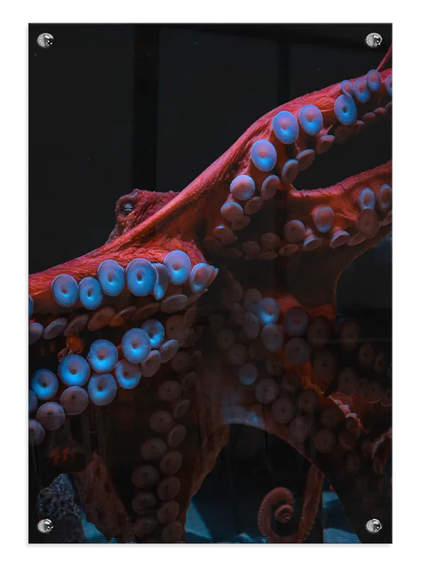 Octopus Tentacles Plakat