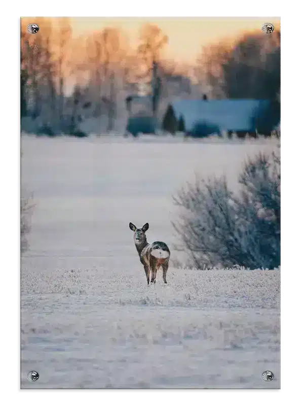 Roe Deer Plakat