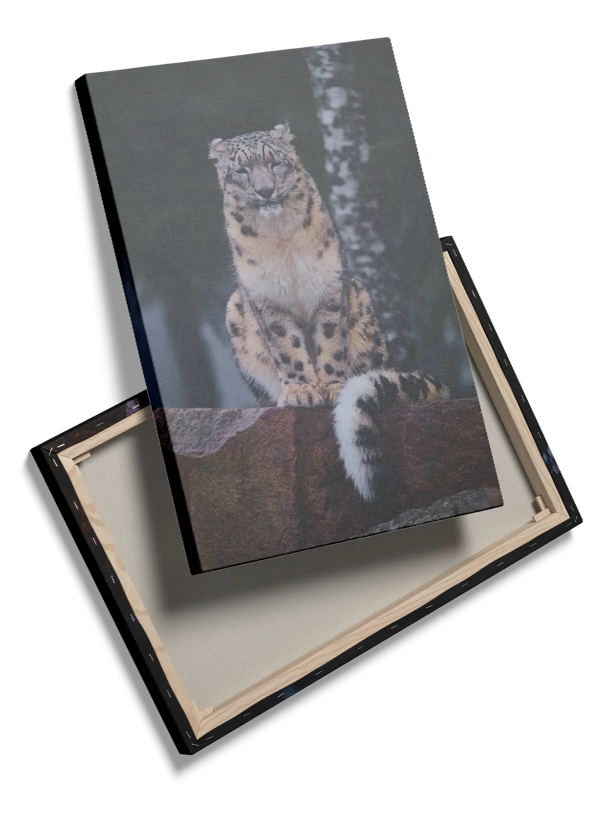 Snow Leopard Sitting Plakat
