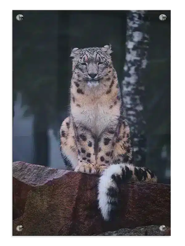 Snow Leopard Sitting Plakat