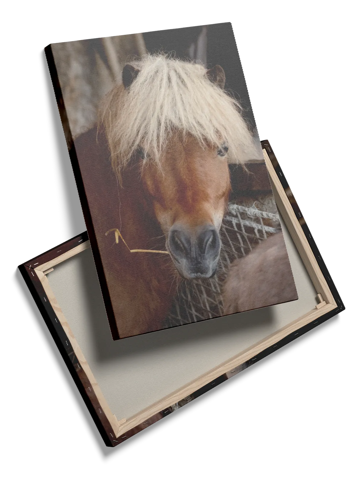 Hest Shetland Plakat