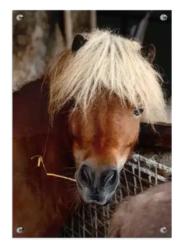 Hest Shetland Plakat
