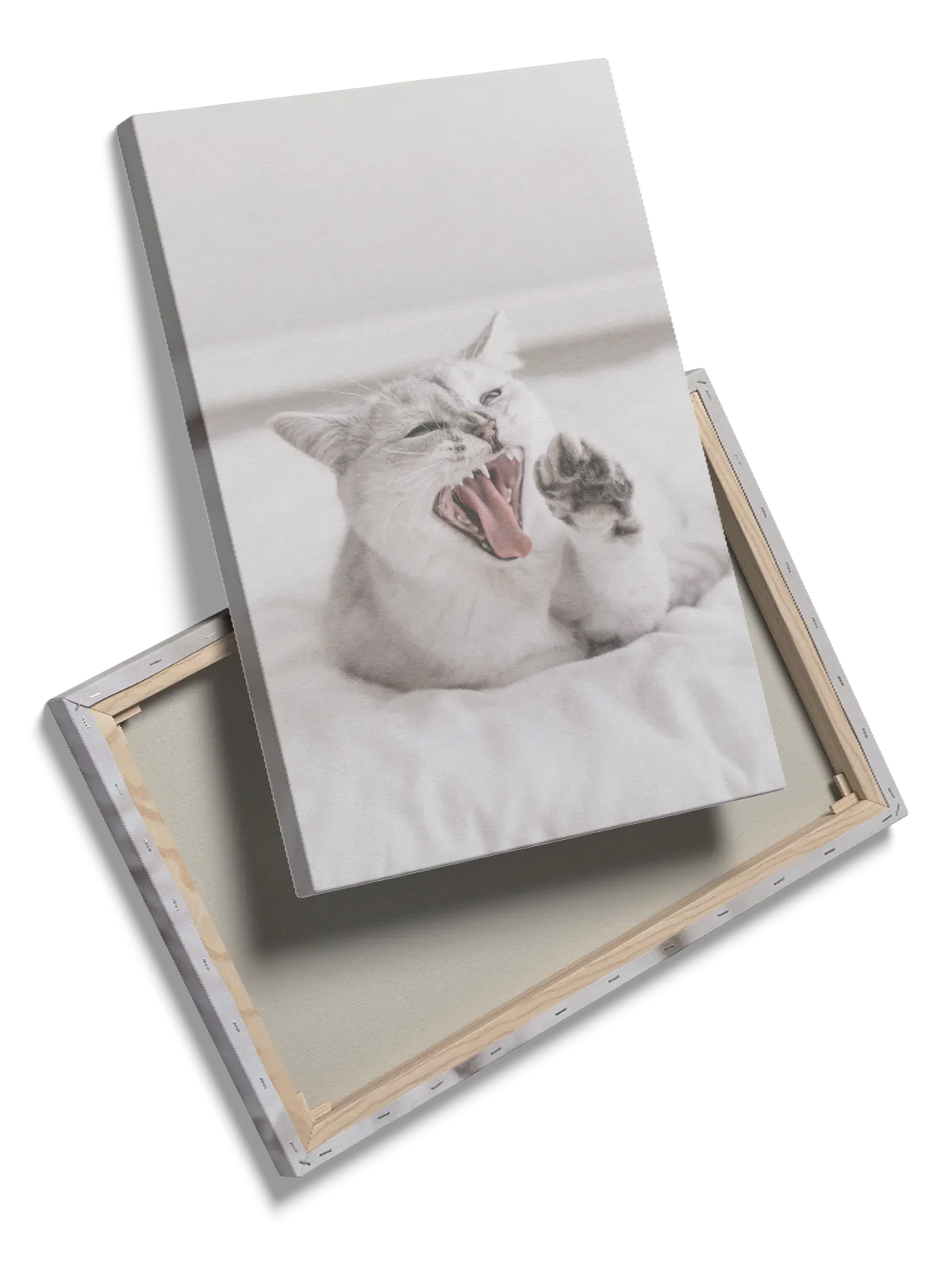 Siamese Cat Yawn Plakat
