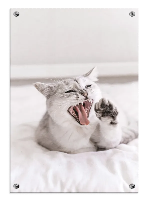 Siamese Cat Yawn Plakat