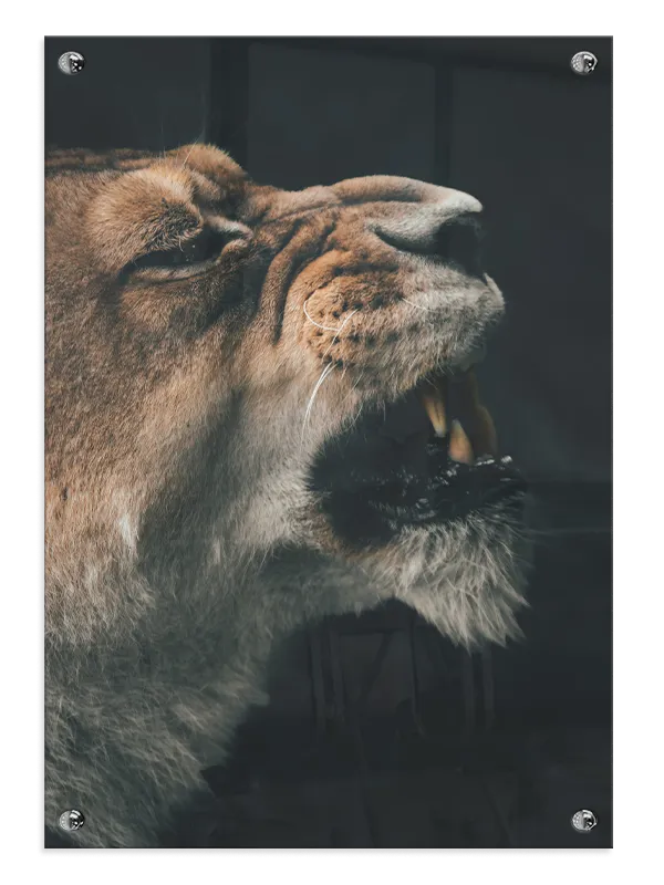 Lioness Close Up Plakat