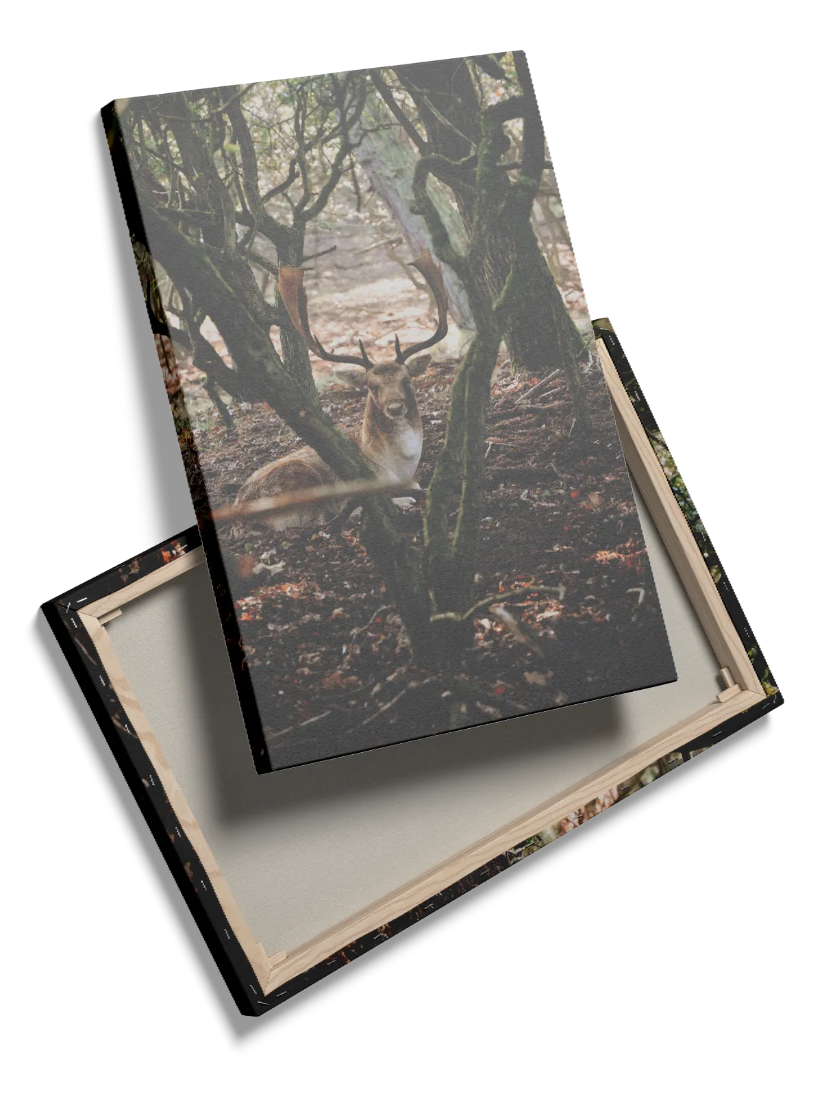 Fallow Deer Plakat