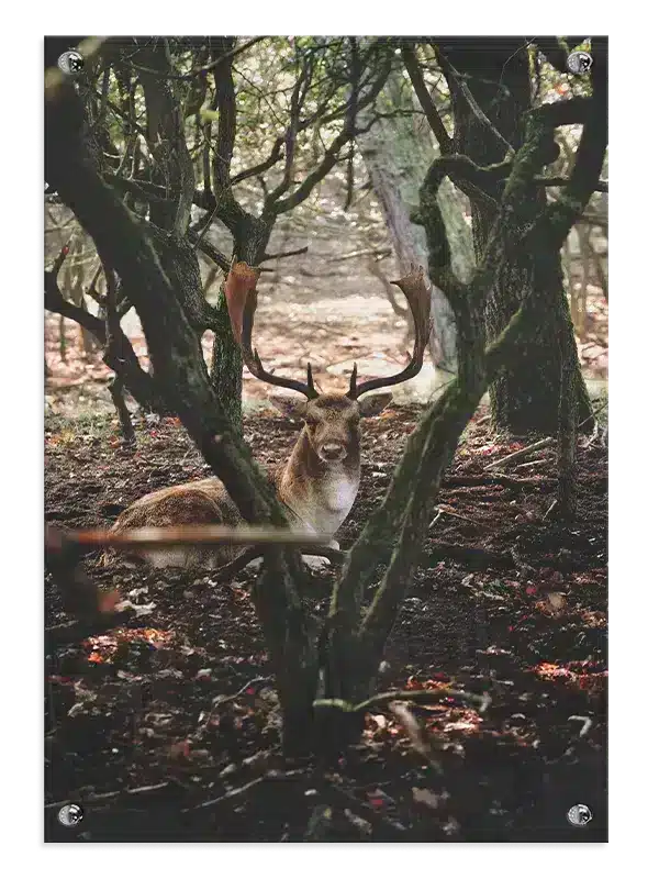 Fallow Deer Plakat
