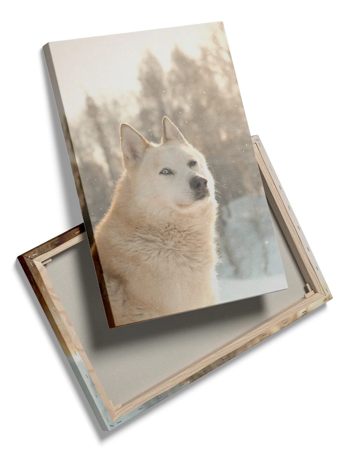 Husky Dog Plakat