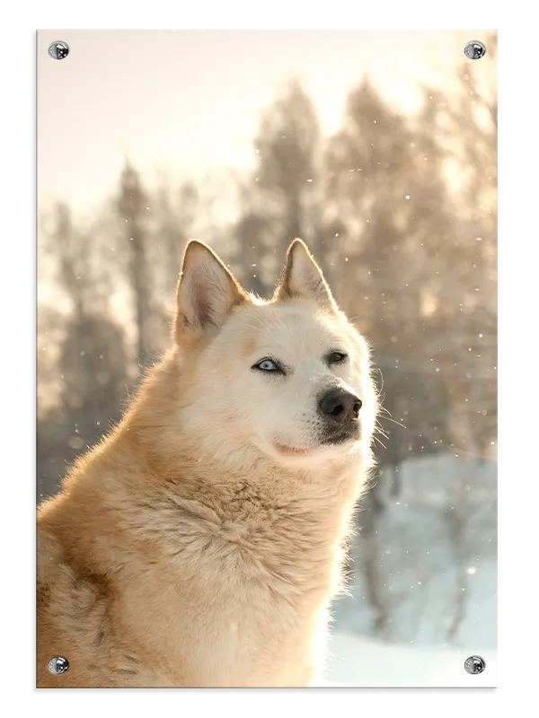 Husky Dog Plakat