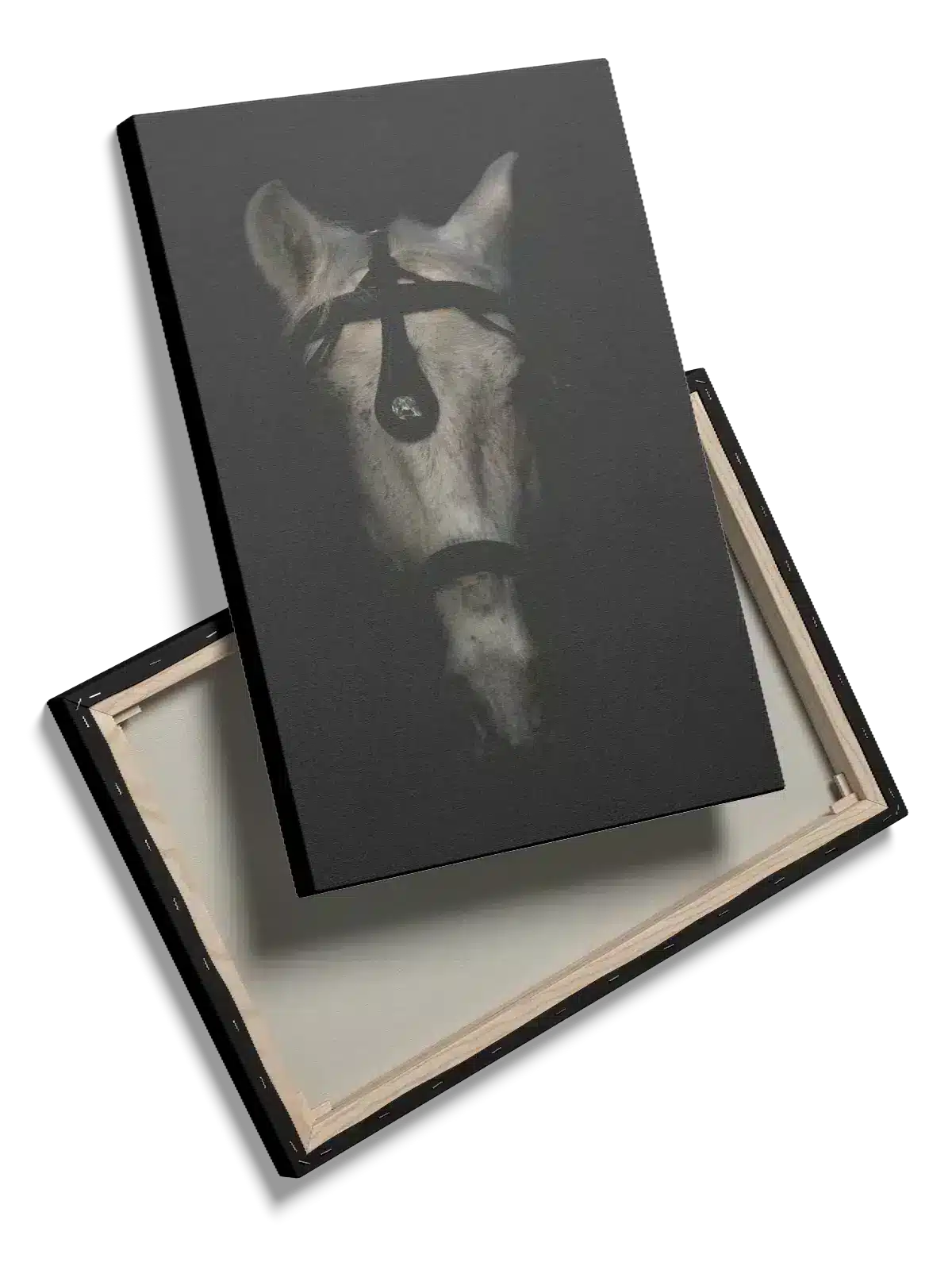 White Horse Close Up Plakat