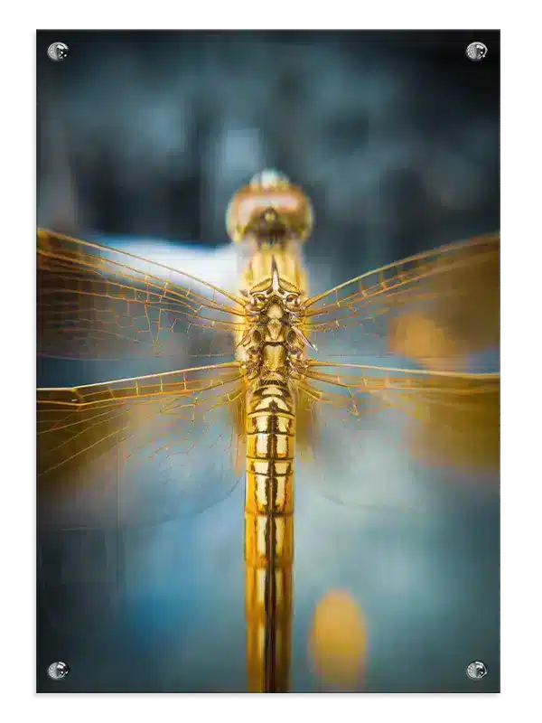 Bi Golden Plakat