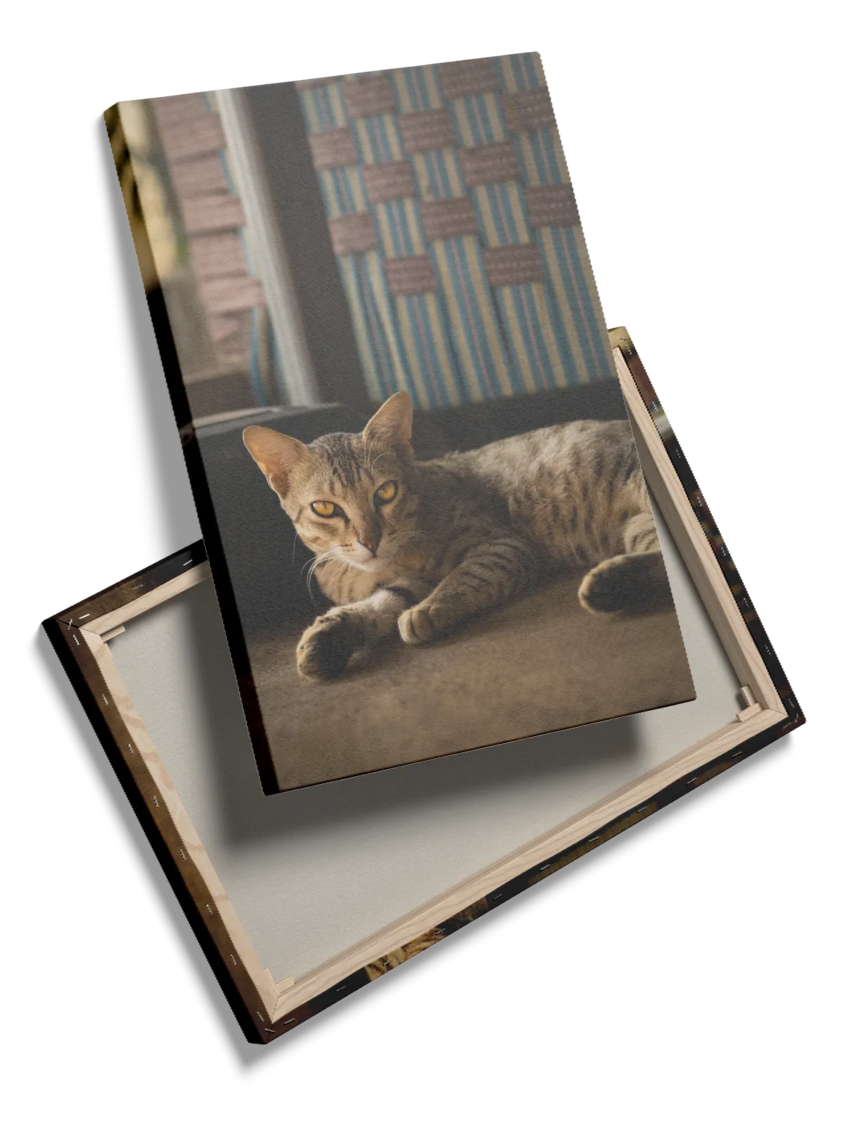 Domestic Cat Indoor Plakat