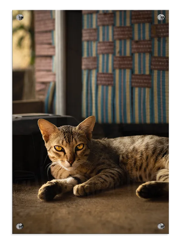Domestic Cat Indoor Plakat
